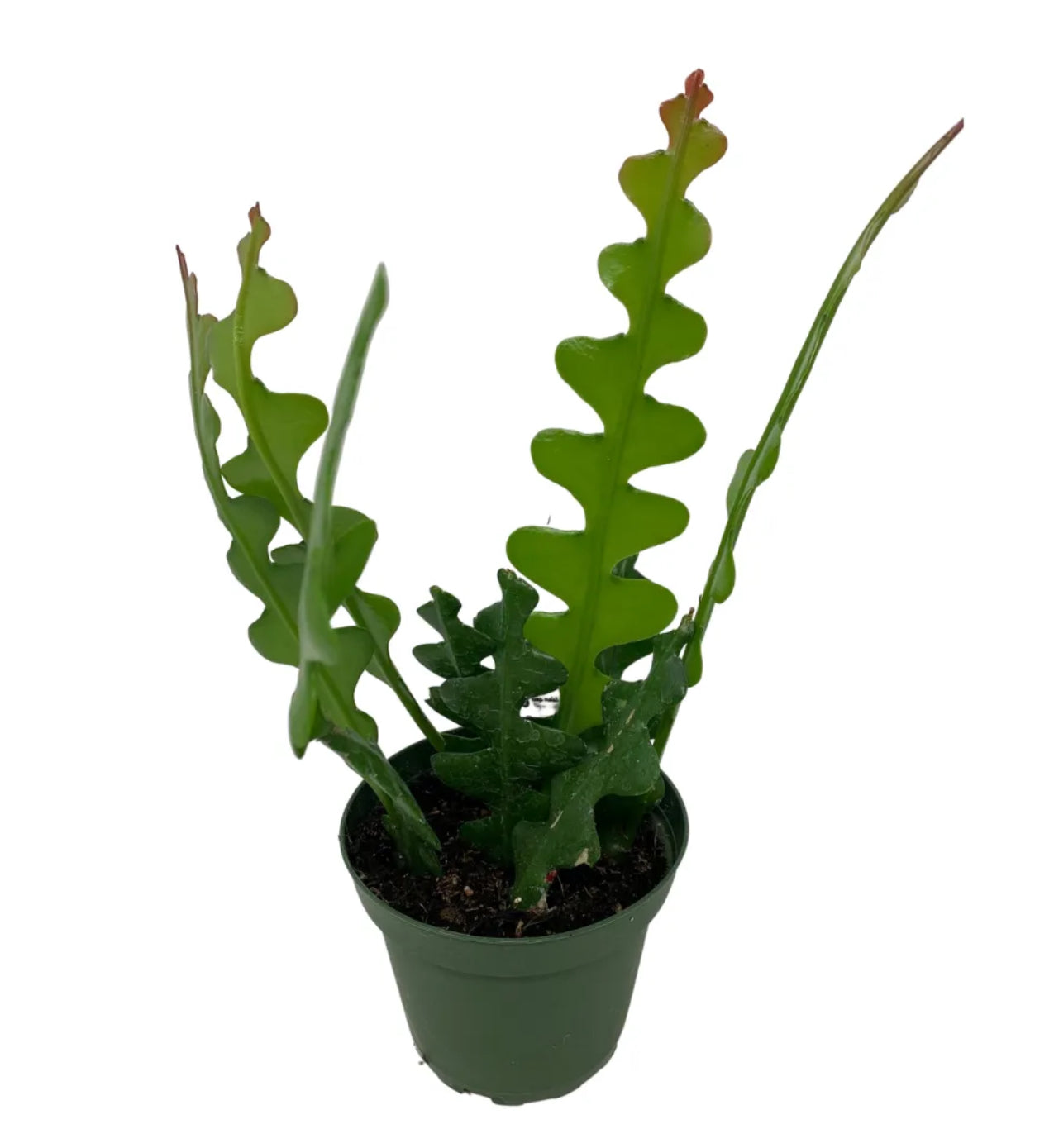 2.5” Fishbone Cactus