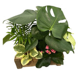Monstera Tropical Mixed Crate
