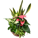 Large Sansveria Wicker Planter