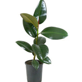 Ficus Elastica Sofia 5”
