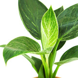 Birkin Philodendron 3.5”