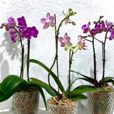 Assorted Mini Orchid