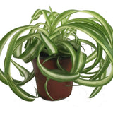 3” Curly Spider Plant