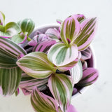 Tradencantia Assorted 3.5"