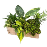 XL Mixed Tropical Wooden Box Planter