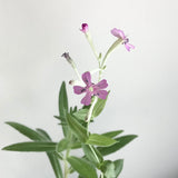 Plantable Gift Tags