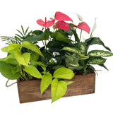 Giant Wooden Box Anthurium Mix