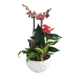 XL Round Orchid Mixed Planter