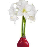 Waxed Amaryllis - Assorted Colours