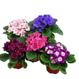Assorted 4” African Violet