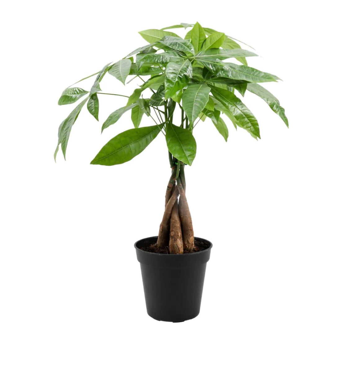 Money Tree 4”