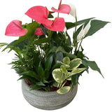 XL Joyce Olive Anthurium Mix