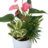 Manon Mixed Anthurium Garden