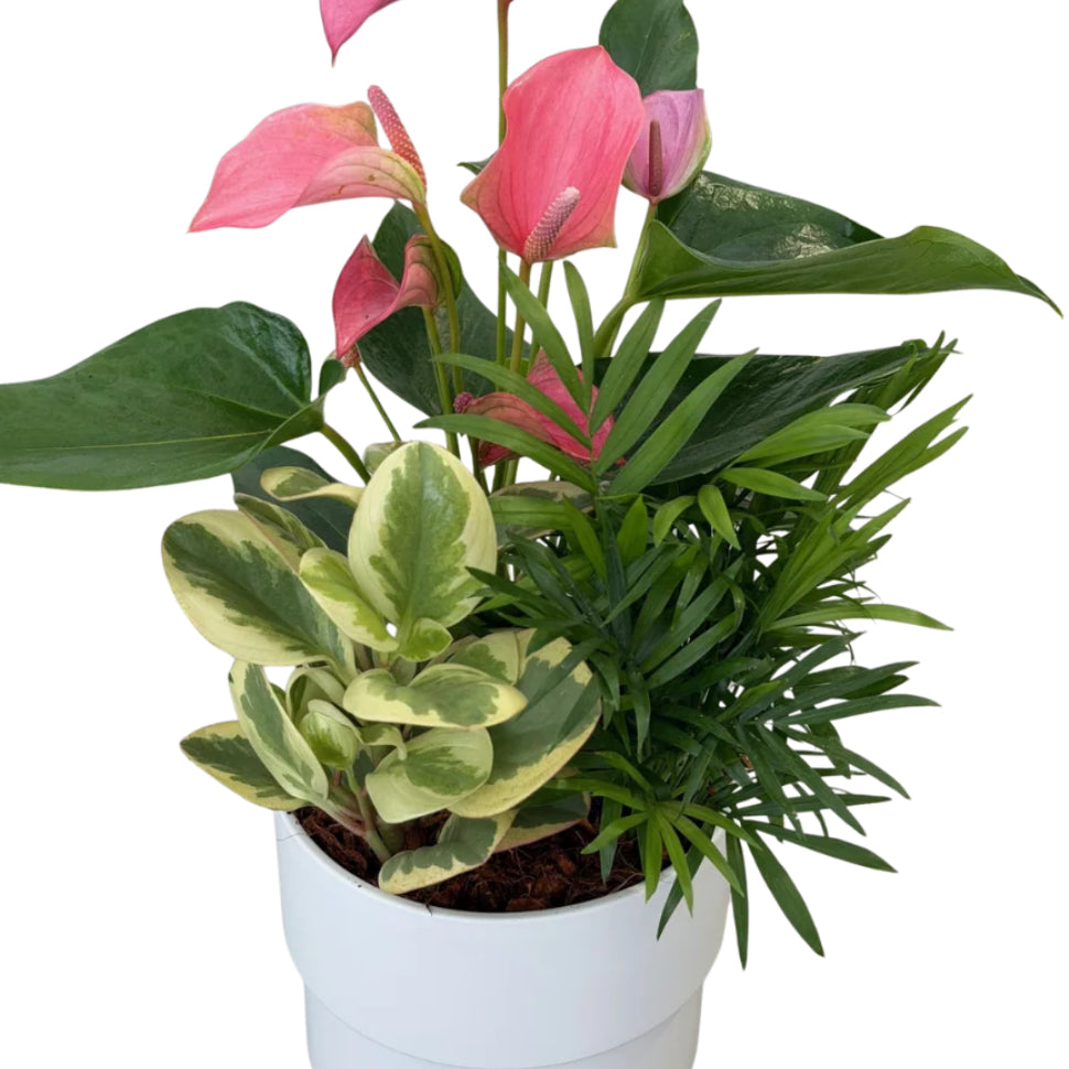 variegated bonnie spider plant cats Spider Plant Variegated Bonnie 3.5" (Curly Spider Plant) – Eckhardts Floral Design / Country Creations