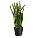 Snake Plant 7"