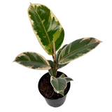 Ficus Tineke 4”