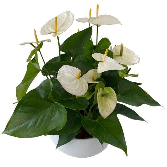 Anthurium Bowl