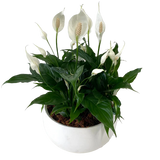 Peace Lily Bowl