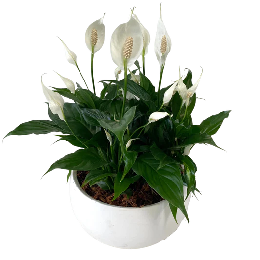 Peace Lily Bowl