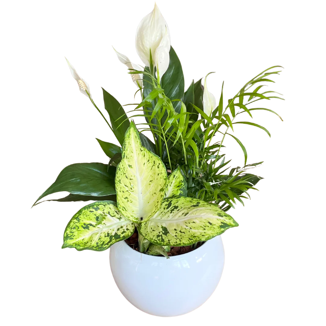 Medium Peace Lily Bowl