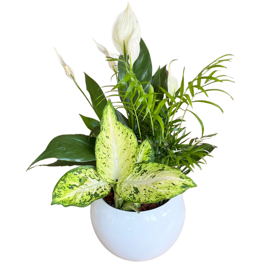 Medium Peace Lily Bowl