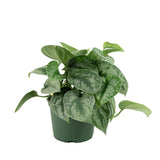 Silver Satin Pothos