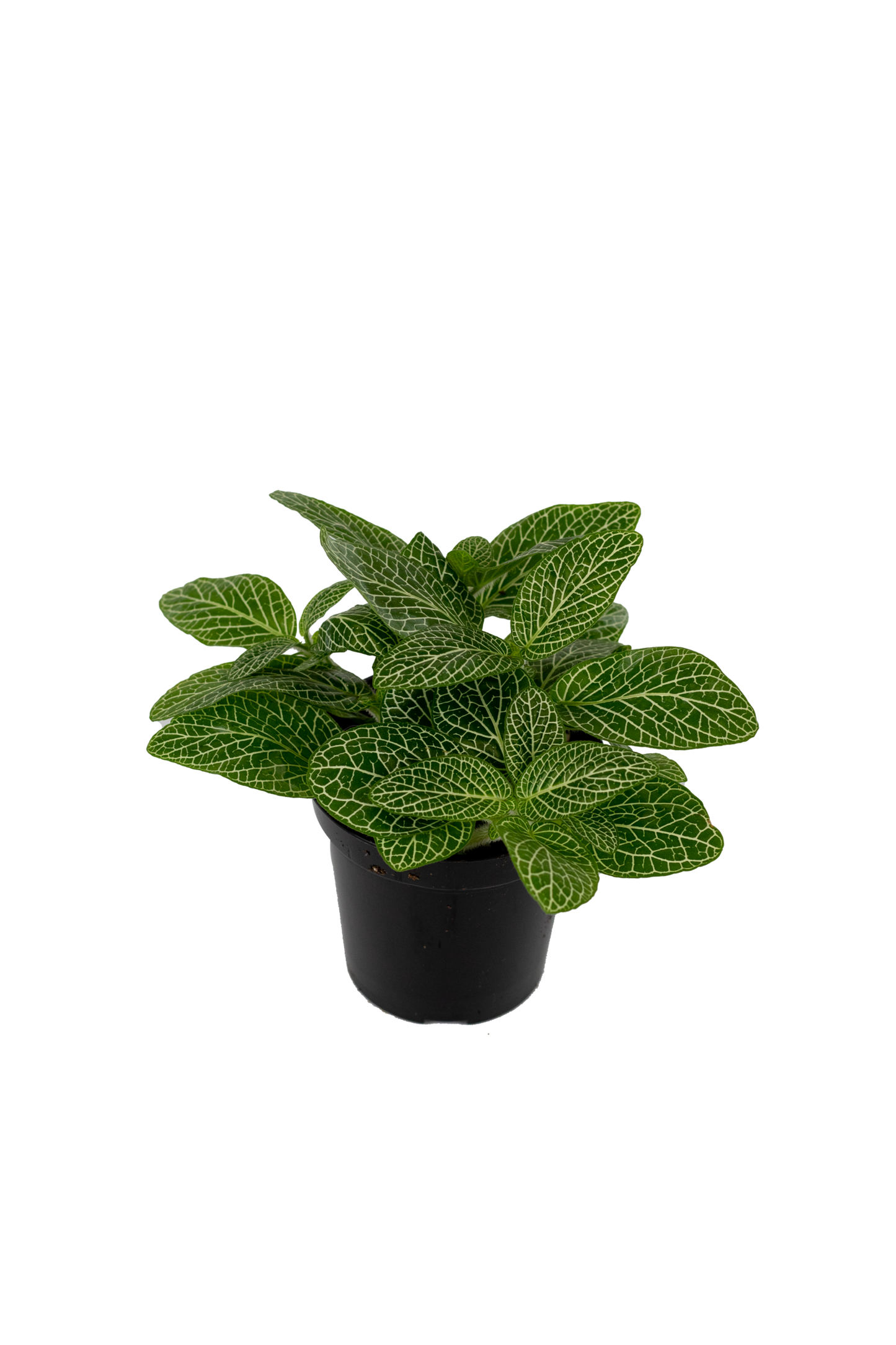 Fittonia 3.5”