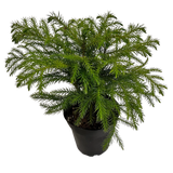 Norfolk Pine 4”