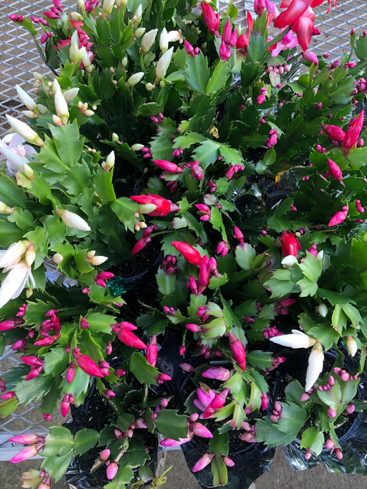 Christmas Cactus 4”