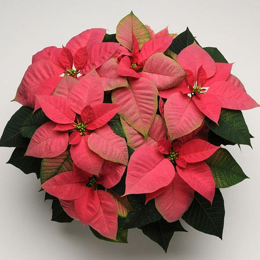 Pink Poinsettia 6”