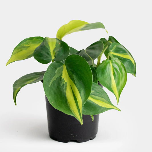 Brazil Philodendron 4”
