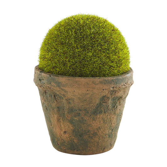 Small Moss Pot