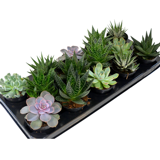 3.5” Succulent Assorted