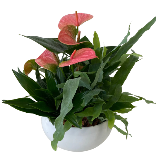 Short Anthurium Planter