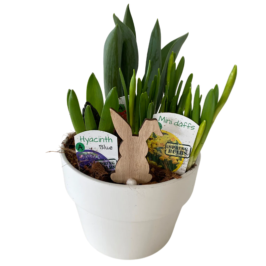 6” Bunny Spring Bulb Pot