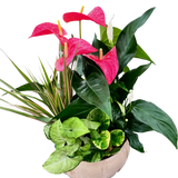 Cream Anthurium Planter