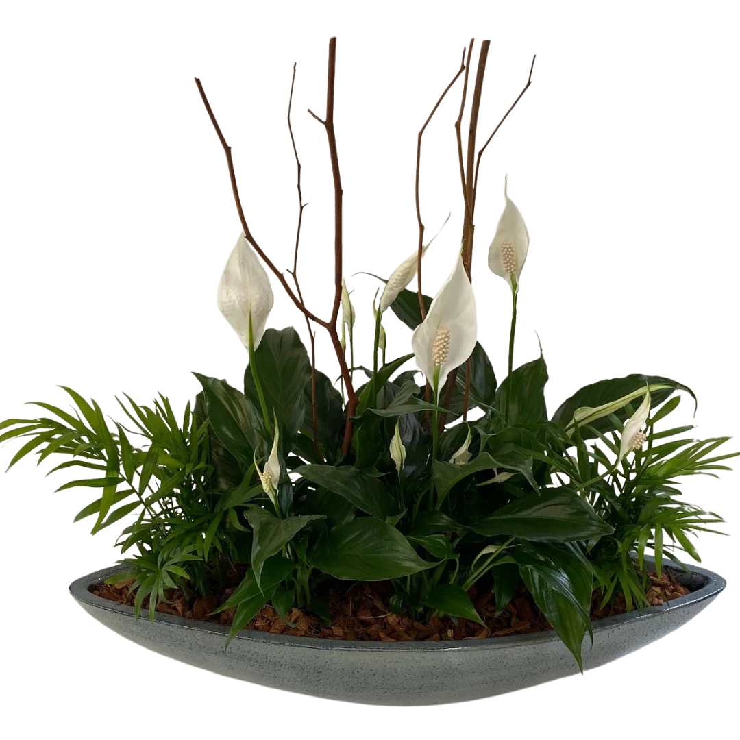 Large Peace Lily Boat