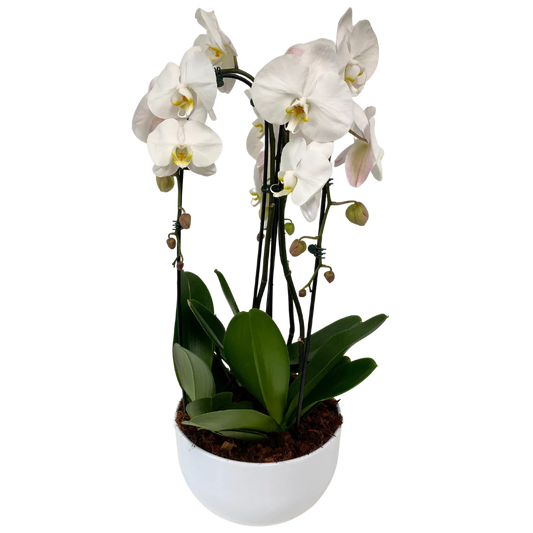 Cascading Orchid Planter