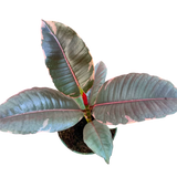 4” Ficus Ruby (Rubber Plant)