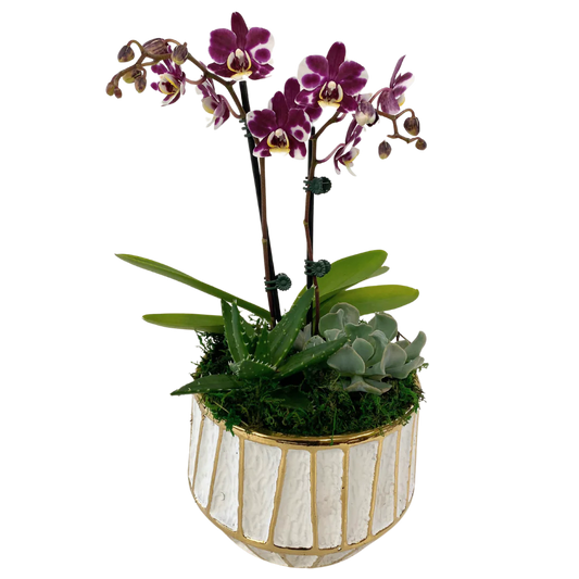 Orchid + Succulent Planter