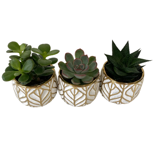 3” Succulent in Gold Leaf Pot