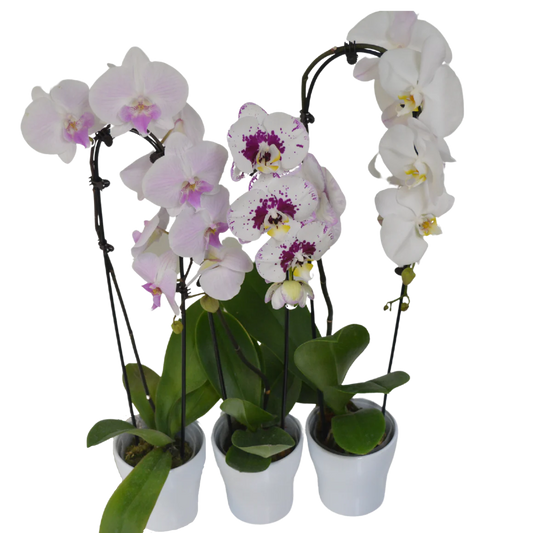 5” Orchid in Ceramic Pot
