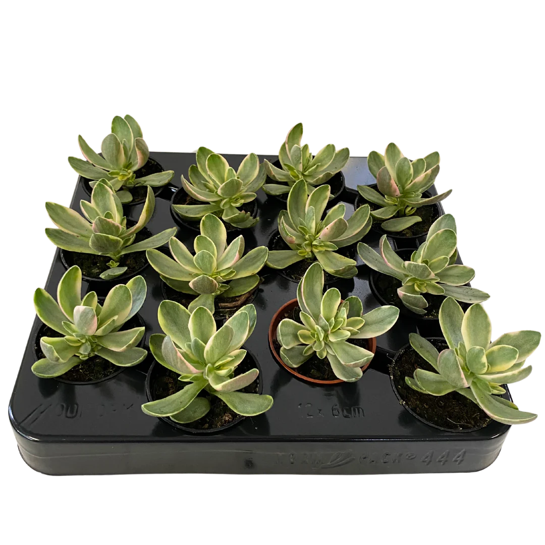 Variegated Jade 2.5”