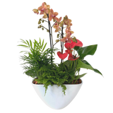 Large Eillen Orchid Planter