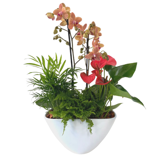 Large Eillen Orchid Planter