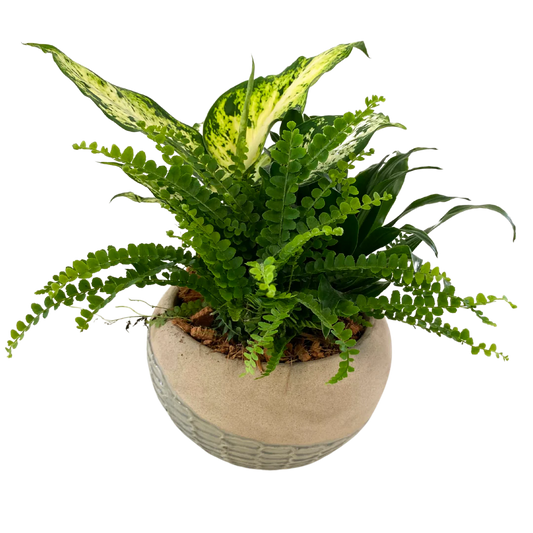 Sandy Honeycomb Tropical Planter