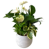 Ryan Anthurium Sympathy Planter