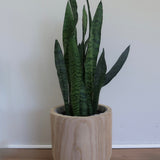 8 inch Snake Plant