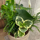 White Wash Anthurium Planter