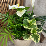 Cresta White Anthurium Planter